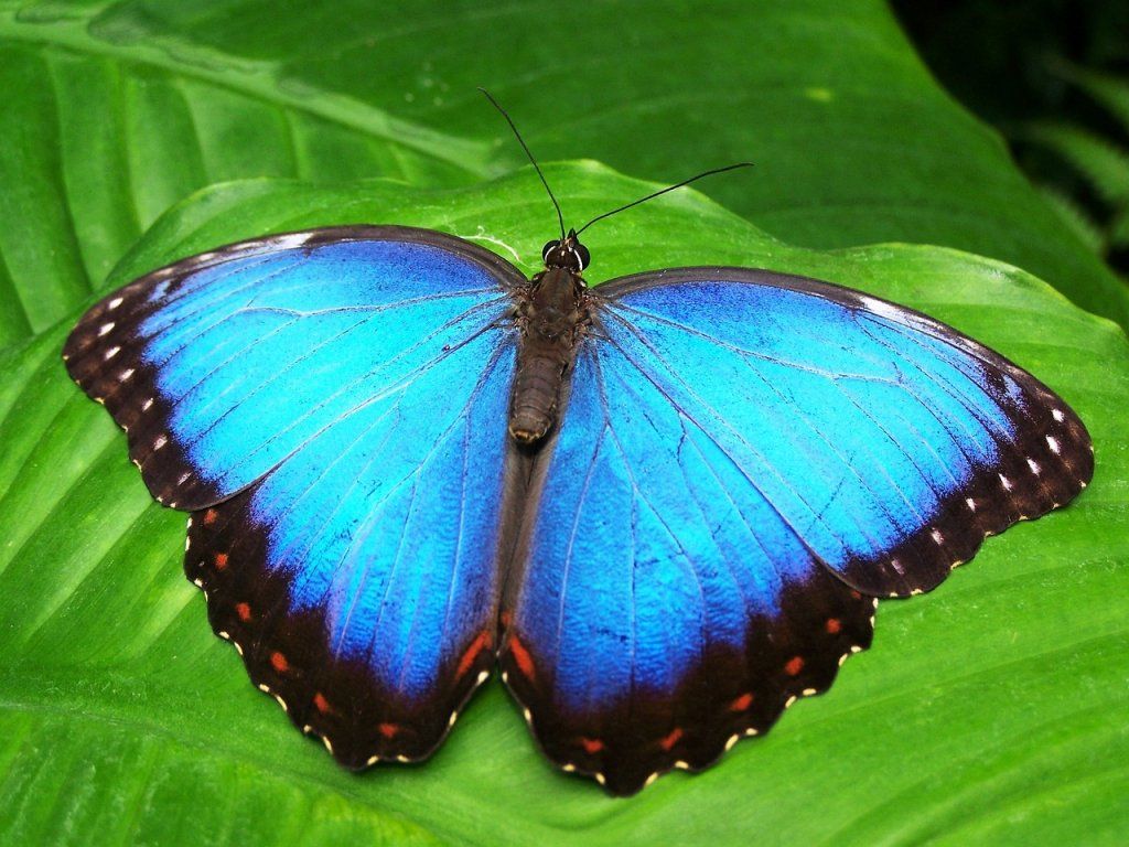 SORS DE TA CHRYSALIDE DEVIENS PAPILLON